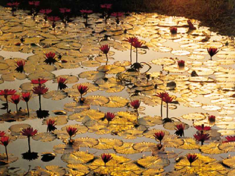 Lotus Pond od Bruno Baumann