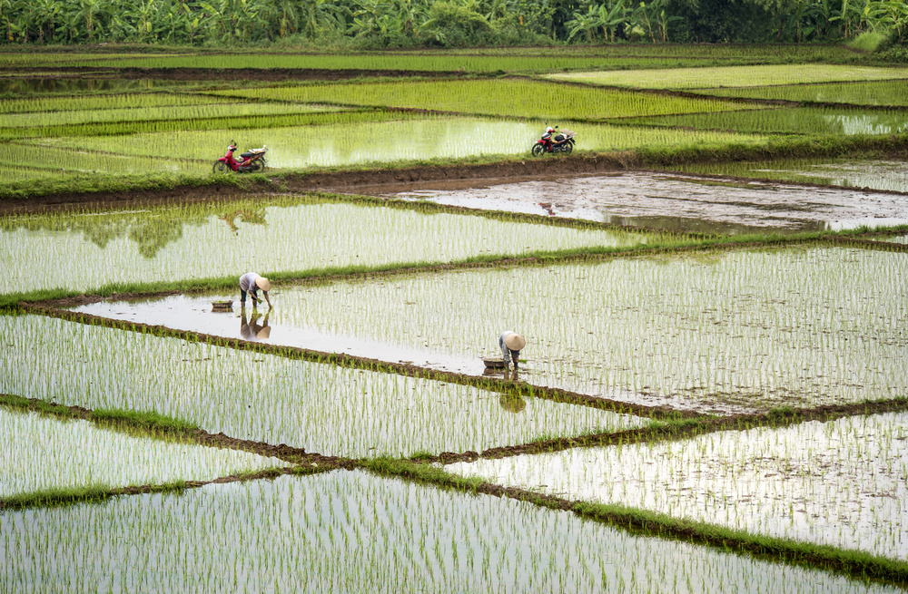Rice Fields od Burak Senbak