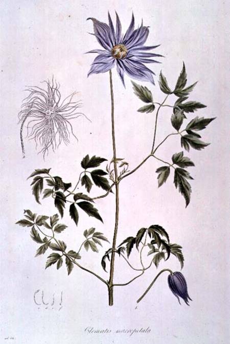 Clematis macropetala from "Icones Plantarum Floram Rossicam" 1829 od C. F. Ledebour