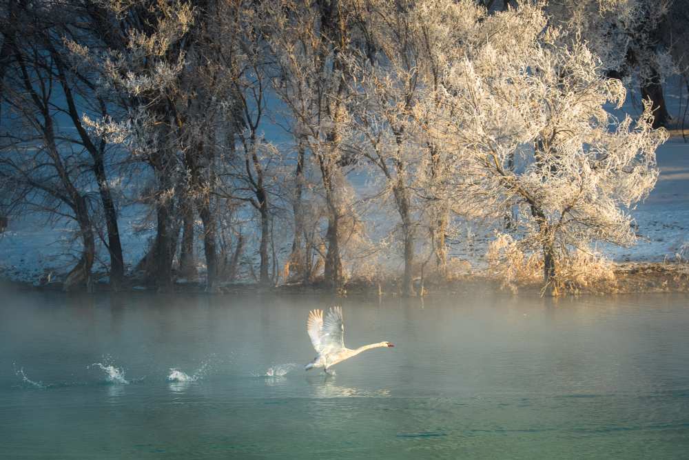 Spirit of a swan od C. Mei