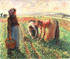 The pea harvest, Eragny