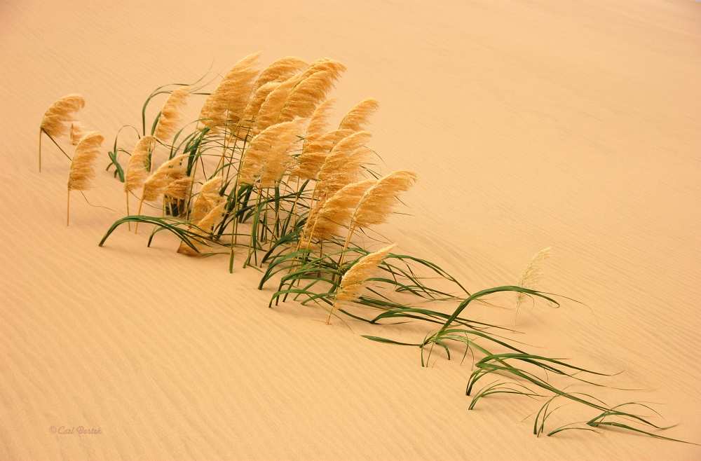Pampas Grass in Sand Dune od Carl Bostek