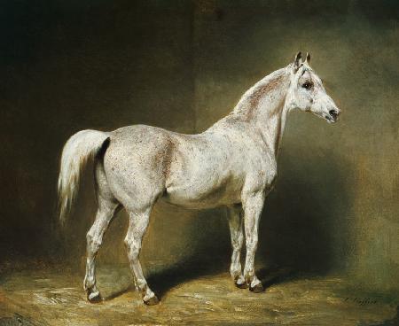 'Beatrice', the white arab saddlehorse of Helmuth Graf von Moltke