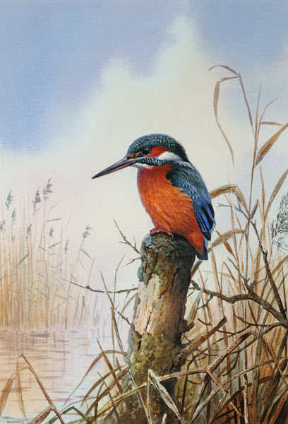 Kingfisher  od Carl  Donner
