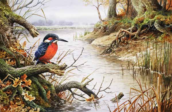 Kingfisher (w/c)  od Carl  Donner