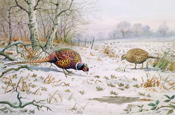 Pheasant and Partridge Eating (w/c on paper)  od Carl  Donner