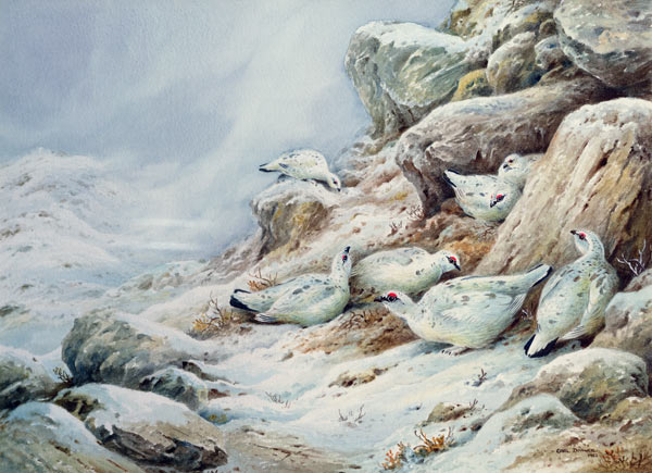 Ptarmigan in snow covered landscape  od Carl  Donner