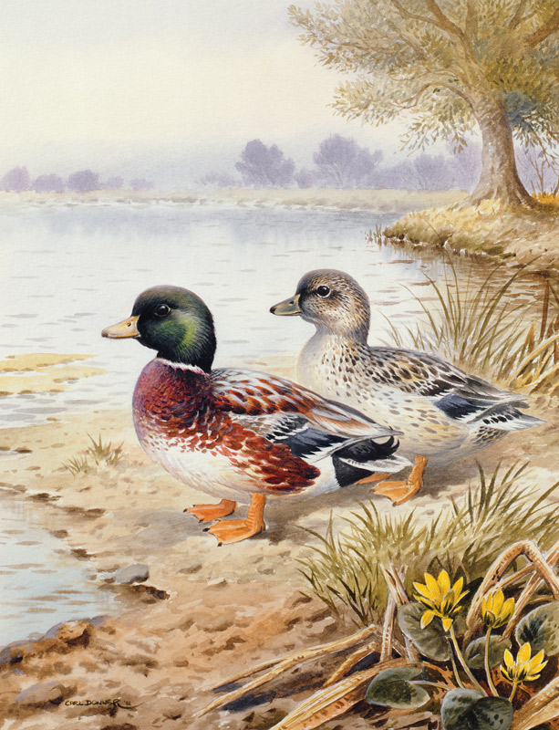 Silver Call Ducks  od Carl  Donner