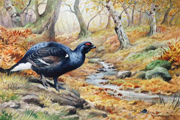 Black Cock Grouse by a stream (w/c)  od Carl  Donner