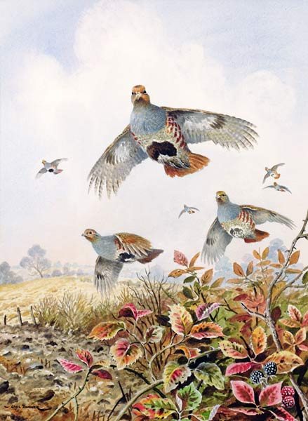 Flushed Partridges  od Carl  Donner