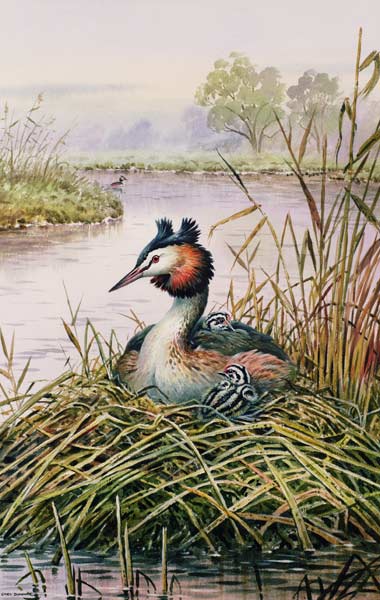 Great-Crested Grebes  od Carl  Donner
