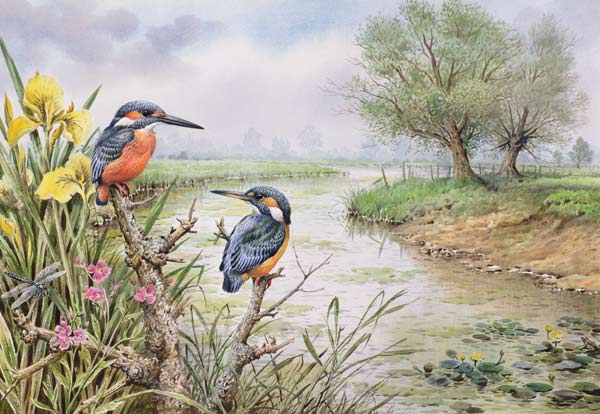 Kingfishers on the Riverbank  od Carl  Donner