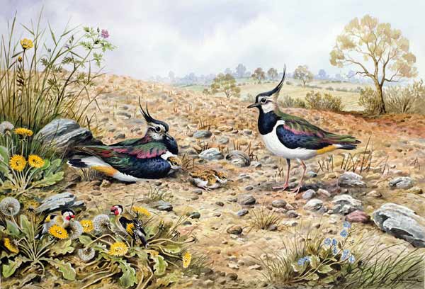 Lapwing Family with Goldfinches  od Carl  Donner