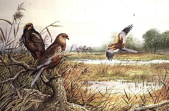 Marsh Harriers (w/c)  od Carl  Donner