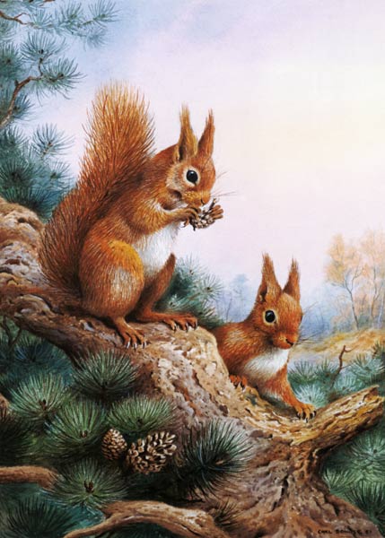 Pair of Red Squirrels on a Scottish Pine  od Carl  Donner
