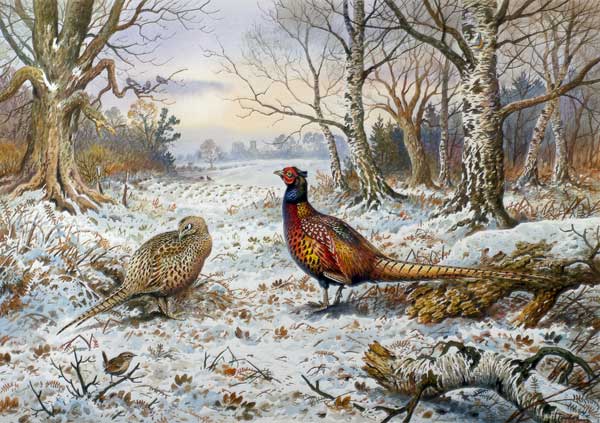 Pair of Pheasants with a Wren  od Carl  Donner