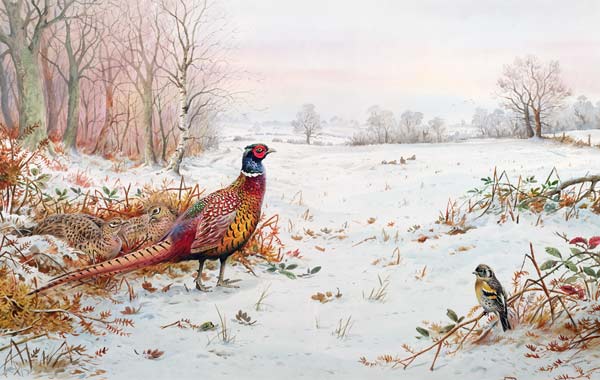 Pheasant and bramblefinch in the snow  od Carl  Donner