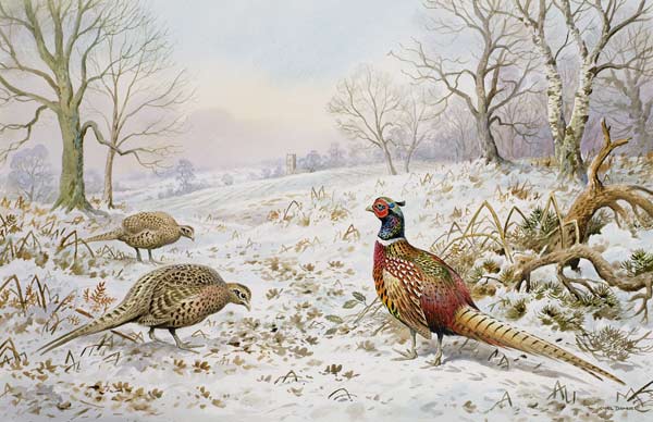 Pheasant and Partridges in a Snowy Landscape  od Carl  Donner