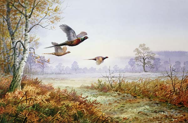 Pheasants in Flight (w/c)  od Carl  Donner