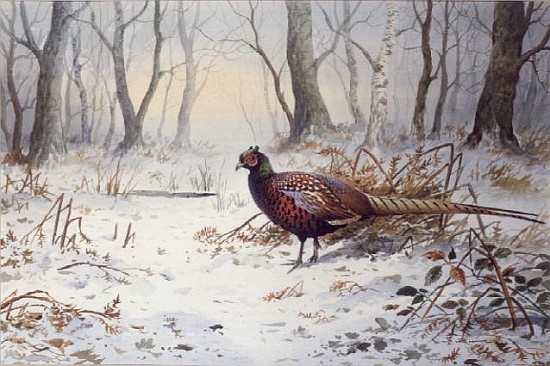 Pheasants in Snow (w/c)  od Carl  Donner