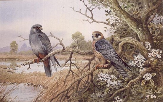 Red-footed Falcons  od Carl  Donner