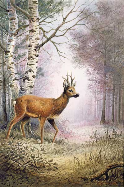 Roe-Deer  od Carl  Donner