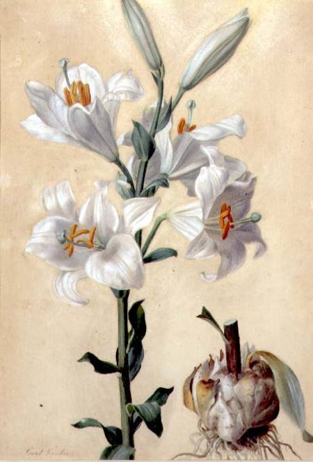 White Lily (Amaryllis Candidum) (gouache) od Carl Franz Gruber
