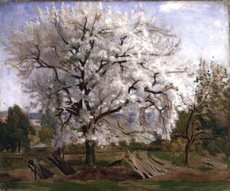 Apple Tree in Blossom od Carl Fredrik Hill
