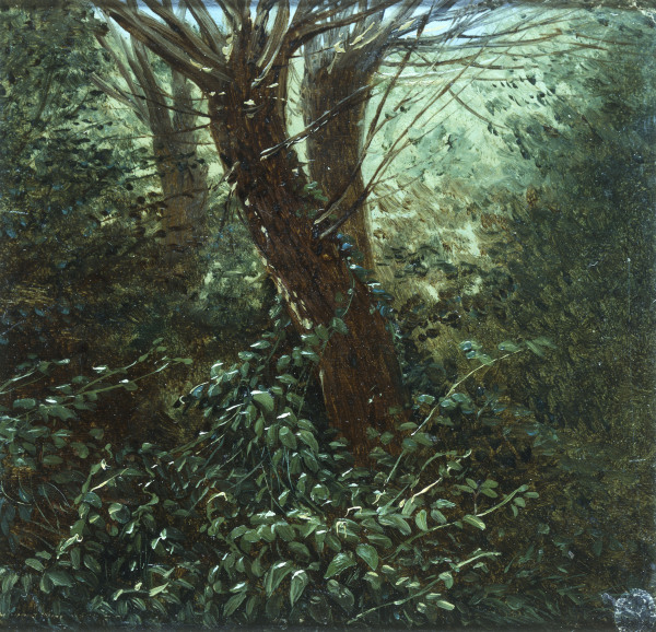 Tree Study with Thicket od Carl Gustav Carus