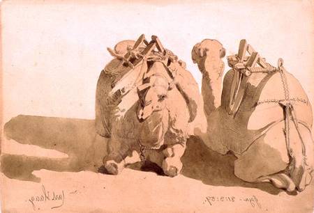 Study of camels od Carl Haag
