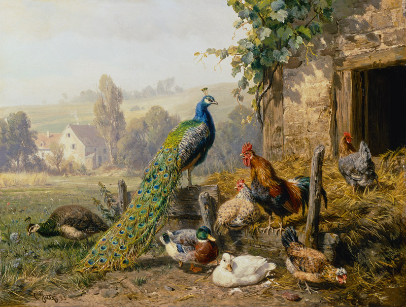 Chicken run with peacock. od Carl Jutz