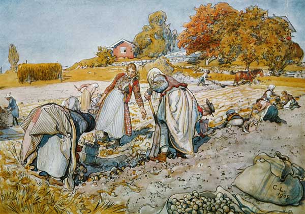 Digging Potatoes od Carl Larsson