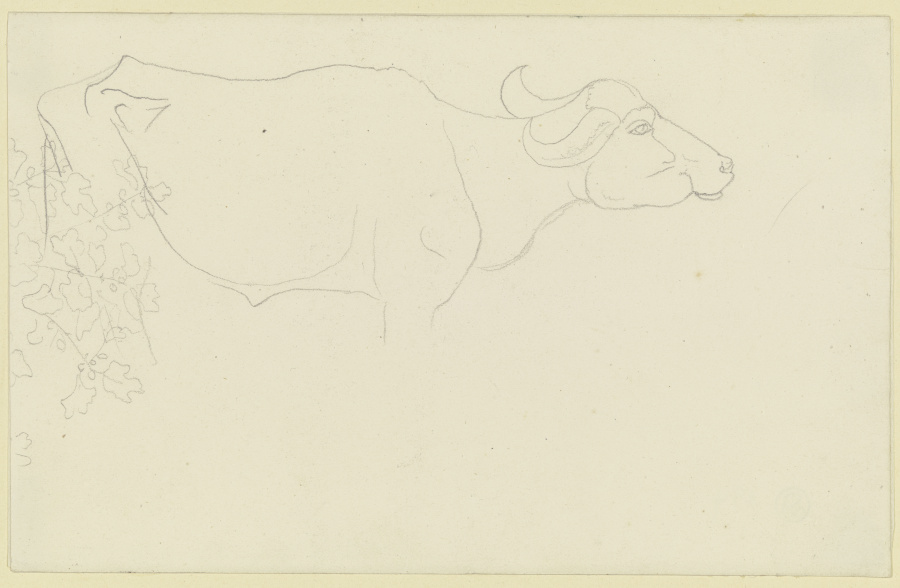 Umrisse eines Wasserbüffels, links Blattwerk od Carl Philipp Fohr