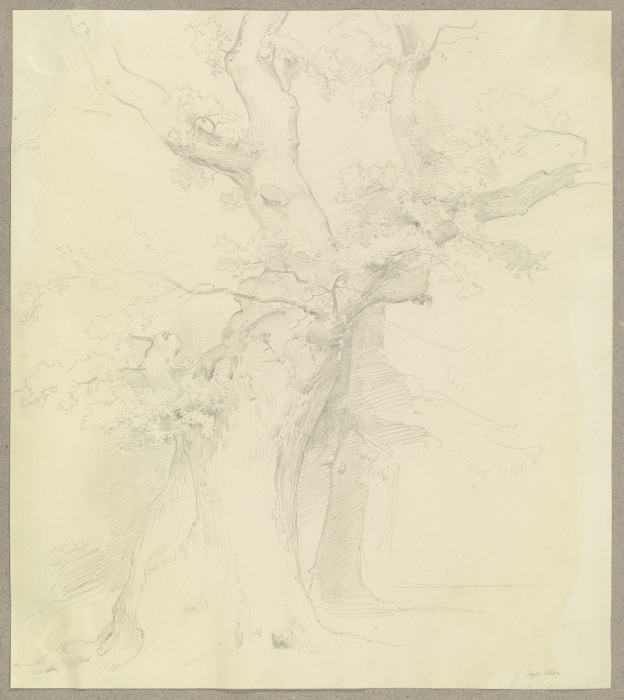 Old tree od Carl Theodor Reiffenstein