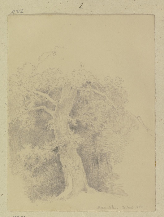 Alter Baum nahe der Kaltwasserheilanstalt Beau Site in Wiesbaden od Carl Theodor Reiffenstein