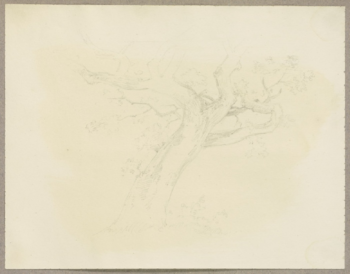 Tree od Carl Theodor Reiffenstein