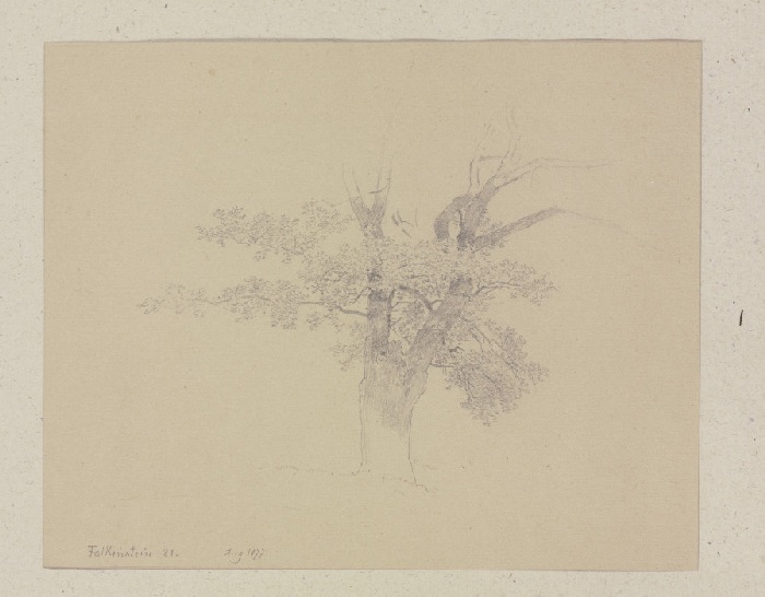 Baum bei Königstein-Falkenstein od Carl Theodor Reiffenstein