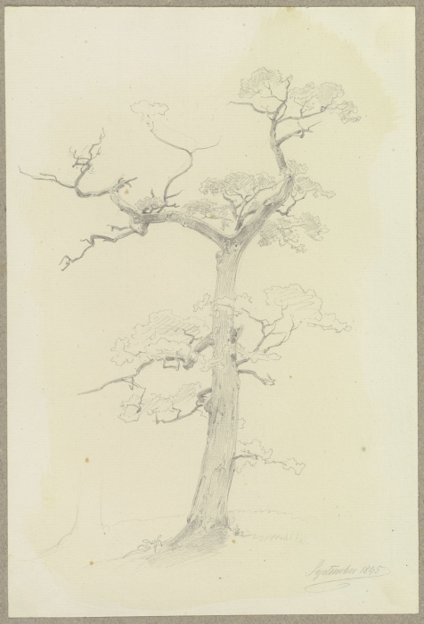 Ein großenteils abgestorbener Baum od Carl Theodor Reiffenstein