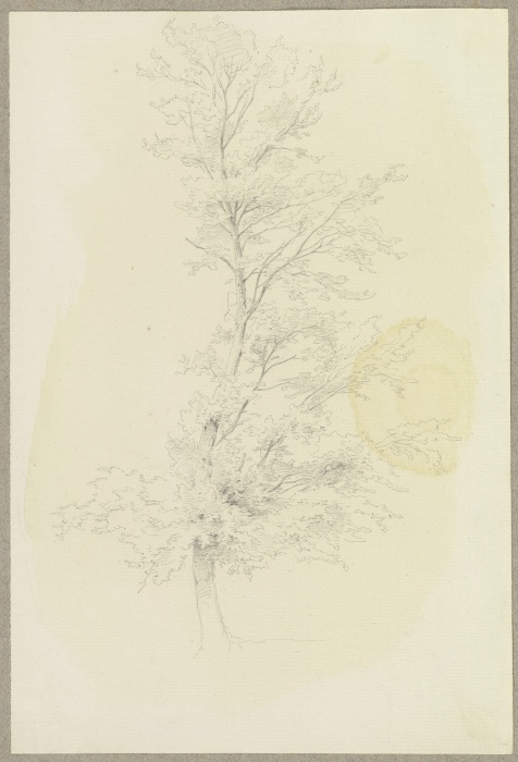 In einer S-Linie gewachsener Baum od Carl Theodor Reiffenstein