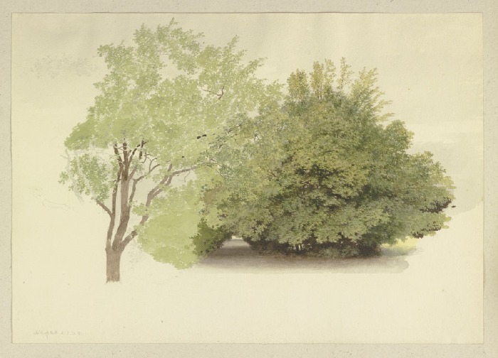 Links ein Baum, rechts hohes Gehölz od Carl Theodor Reiffenstein