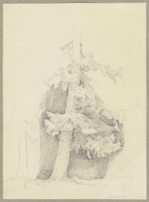 Conifer od Carl Theodor Reiffenstein
