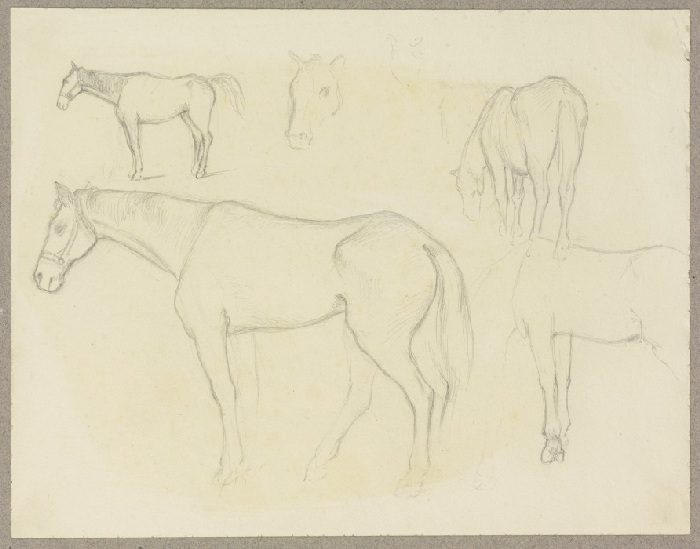 Study sheet: Horses od Carl Theodor Reiffenstein