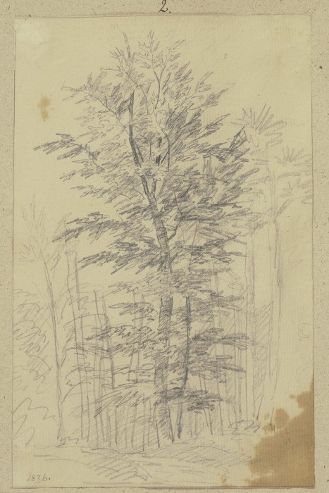 Forest od Carl Theodor Reiffenstein