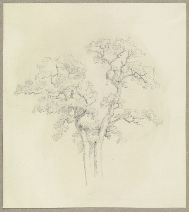 Two tree tops od Carl Theodor Reiffenstein