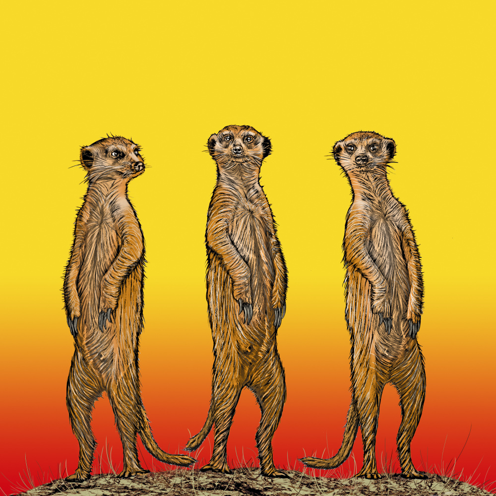 Meerkat Gang at Sunset od Carlo Kaminski