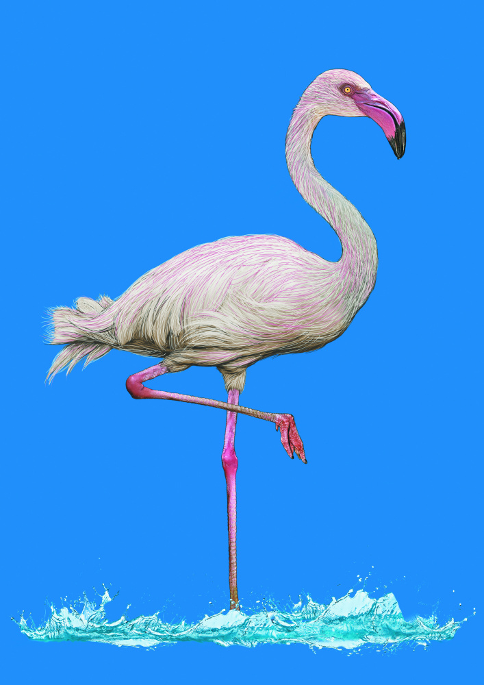 Pinkish Flamingo in water blue sky od Carlo Kaminski