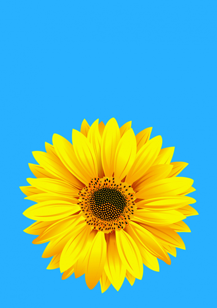 Sunflower On Blue (h) od Carlo Kaminski