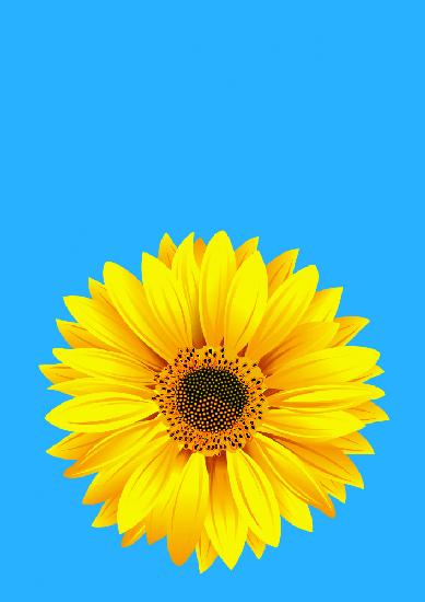 Sunflower On Blue (h)