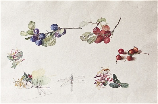 Autumn Fruits and Flowers od Caroline  Hervey-Bathurst