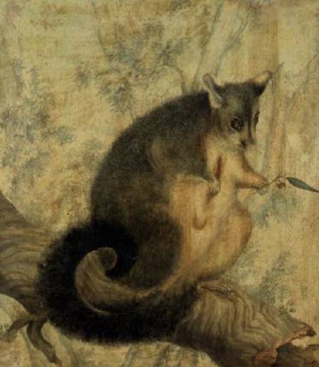 The Possum od Caroline Louisa Atkinson